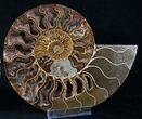 Gorgeous Polished Ammonite Pair - Crystals #8415-2